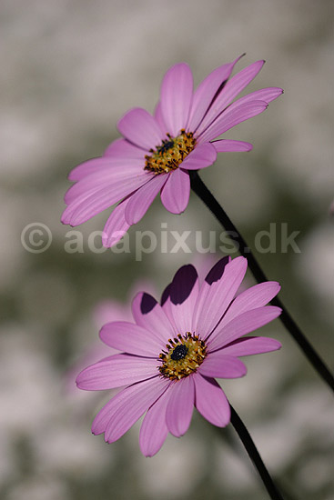 Marguerit. Kapsk margerit, Wisley Pink; Osteospermum barberiae; KVLs have; ; ; planter; Compositae, blomster, Kurveblomst-familien, Asteraceae, R�rhannede, Asteranae