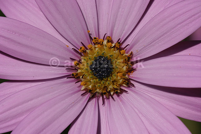 Marguerit. Kapsk margerit, Wisley Pink; Osteospermum barberiae; KVLs have; ; ; planter; Compositae, blomster, Kurveblomst-familien, Asteraceae, R�rhannede, Asteranae