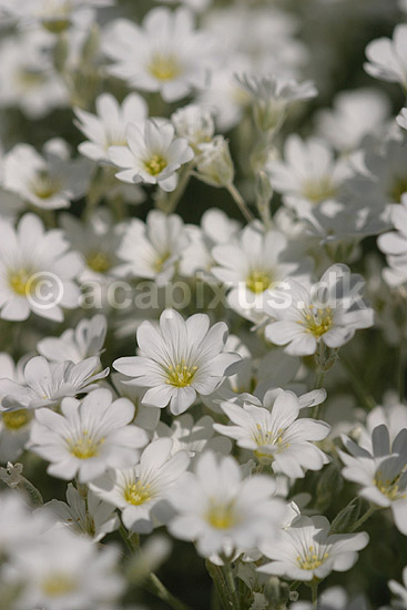 H�nsetarm. Gr�bladet h�nsetarm, Silver Carpet; Cerastium tomentosum; KVLs have; ; ; planter; Nellike-familien, Caryophyllaceae, Nellike-ordenen, Caryophyllales, blomster