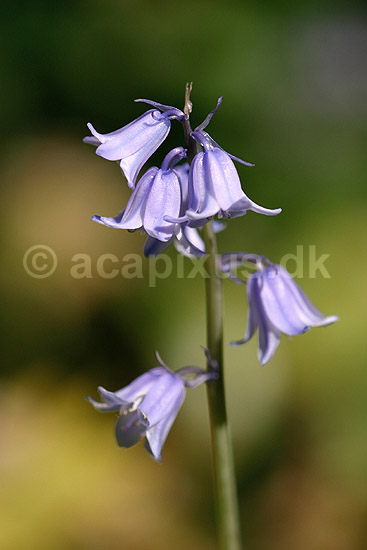 Skilla. Spansk skilla; Scilla hispanica; KVLs have; ; ; planter; Lilje-familien, Liliaceae, Lilje-ordenen, Liliales, liljer, blomster, Hyacinthoides, Hyacinthaceae