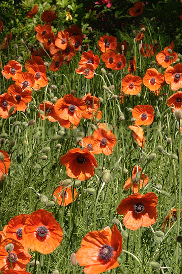 G�rdevalmue. Almindelig G�rde-Valmue; Papaver dubium; KVLs have; ; ; planter; Valmue-familien, Papaveraceae, Valmue-ordenen, Papaverales, blomster