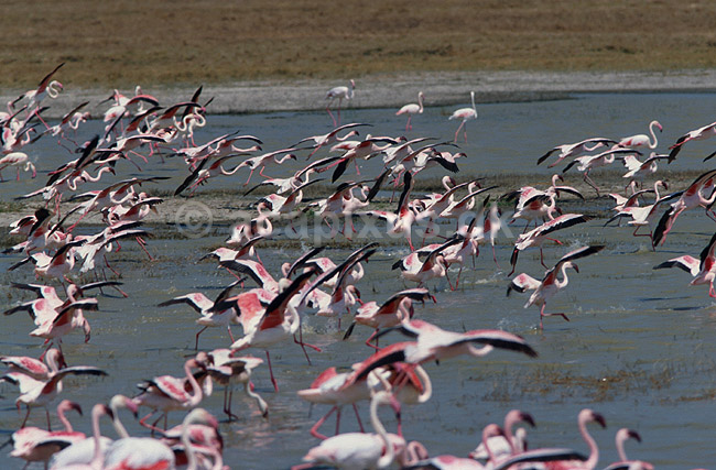 Lille flamingo. Lille flamingo flyvende i flok over Lake Magadi i Ngorongoro krateret; Phoenicopterus minor, Phoenicopteridae; Lake Magadi / Ngorongoro NP; Tanzania; Afrika; fugle; Flamingoer, Phoenicopteridae, Storkefugle, Ciconiiformes