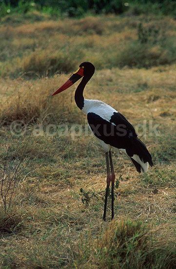 Saddeln�bsstork. Saddeln�bsstork i Ngorongoro krateret; Ephippiorhynchus senegalensis, Ciconiidae; Ngorongoro NP; Tanzania; Afrika; fugle; Storke, Ciconiidae, Storkefugle, Ciconiiformes
