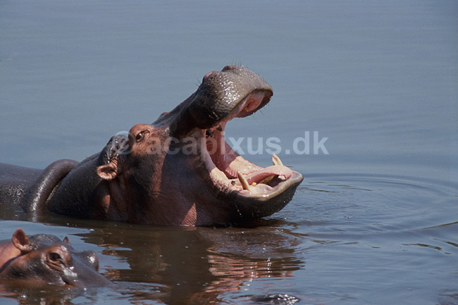 Flodheste. Flodhest med �bent gab visende hugt�nderne; Hippopotamus amphibius, Hippopotamidae; Ngorongoro NP; Tanzania; Afrika; pattedyr; Flodheste, Hippopotamidae, Parrett�ede hovdyr, Artiodactyla