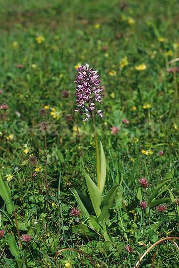 Ridderg�geurt. Ridder-g�geurt p� �land.; Orchis militaris; �land; Sverige; ; planter; Orkid�-ordenen, Orchidales, Orkid�-familien, Orchidaceae, orkideer, g�geurter, g�geurtfamilien, blomster