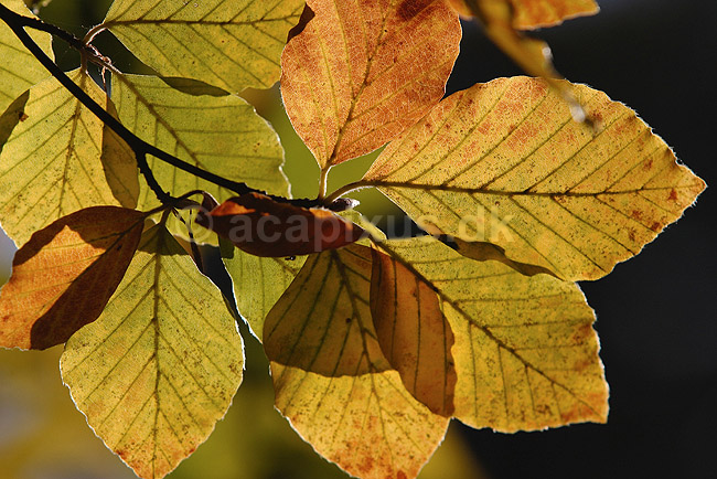 Bøgeblade. Efterårsblade af bøg gennemlyste af solen; Fagus sylvatica; Dyrehaven; Danmark; ; planter; Bøge-familien, Fagaceae, Cupuliferae, Bøge-ordenen, Fagales, bøgetræ, løvfald, efterår