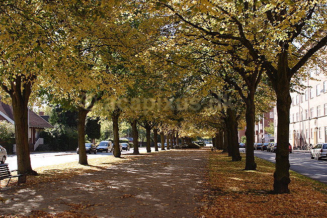 Dalgas Boulevard. Alle af lindetr�er p� Dalgas Boulevard p� Frederiksberg; Tilia ; Dalgas Boulevard / Frederiksberg; Danmark; ; planter; Linde-familien, Tiliaceae, Katost-ordenen, Malvales, parker, alleer