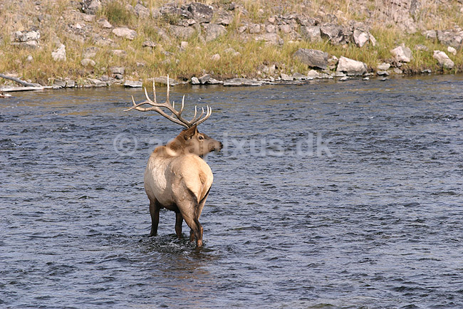 Wapiti. Wapiti eller amerikansk kronhjort eller elks i Yellowstone. Hjort der st�r midt i Madison River.; Cervus elaphus nelsoni, Cervus canadensis; Yellowstone National Park / Wyoming; USA; Nord Amerika; pattedyr; Hjorte, kronhjorte, Cervidae, Parrett�ede hovdyr, Artiodactyla