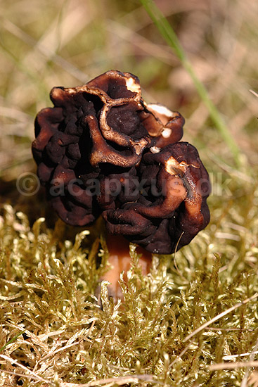 Stenmorkel. Almindelig stenmorkel; Gyromitra esculenta; H�kens�s; Sverige; ; Svampe; B�gersvampe, Pezizales, gift, giftsvampe