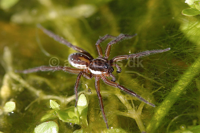Dolomedes. Dolomedes edderkop; Dolomedes fimbriatus; H�kens�s; Sverige; ; spindlere; Rovedderkopper, Pisauridae, edderkopper, Arachnida