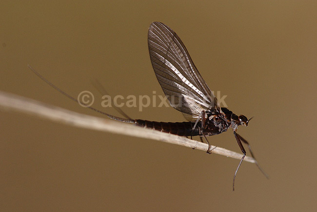 D�gnflue; Ephemeroptera; H�kens�s; Sverige; ; insekter; fluefiskeri, D�gnfluer, vandkvalitet