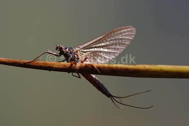 D�gnflue; Ephemeroptera; H�kens�s; Sverige; ; insekter; fluefiskeri, D�gnfluer, vandkvalitet