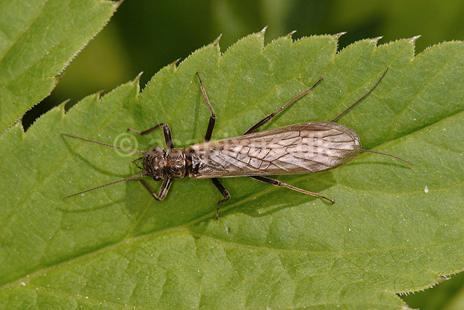 Sl�rvinge; Dinocras cephalotes; H�kens�s; Sverige; ; insekter; Sl�rvinger, Plecoptera, vandkvalitet