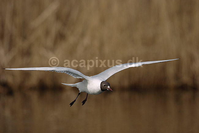 H�ttem�ge. H�ttem�ge flyver over Utterslev Mose; Larus ridibundus, Laridae; Utterslev Mose / Sj�lland; ; ; fugle; M�gefugle, Laridae