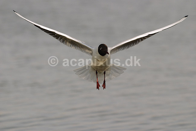 H�ttem�ge. H�ttem�ge flyver over Utterslev Mose; Larus ridibundus, Laridae; Utterslev Mose / Sj�lland; ; ; fugle; M�gefugle, Laridae