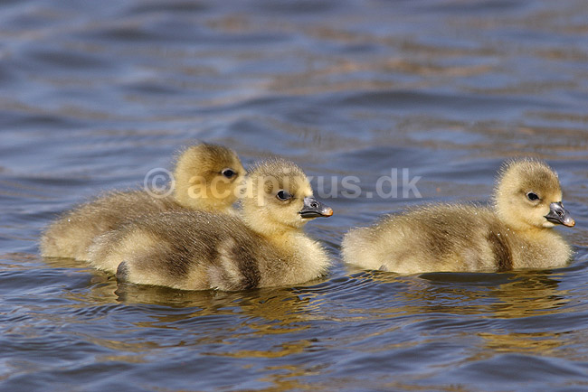 G�slinger. G�slinger af gr�g�s p� vandet i Utterslev Mose; Anser anser, Anatidae; Utterslev Mose / Sj�lland; ; ; fugle; G�s, Andefugle, Anseriformes, Anatidae