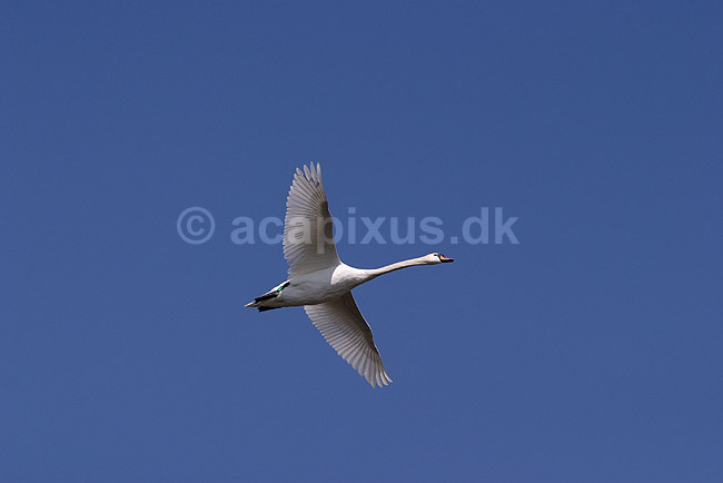 Knopsvane. Knopsvane flyvende over Utterslev Mose; Cygnus olor, Anatidae; Utterslev Mose / Sj�lland; ; ; fugle; Andefugle, Anseriformes, Anatidae, Knopsvaner