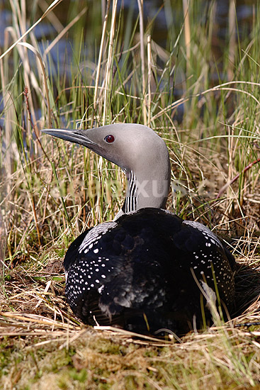 Lom. Sortstrubet lom p� rede; Gavia arctica; H�kens�s; Sverige; ; fugle; Lommer, Gaviidae, Gaviiformes