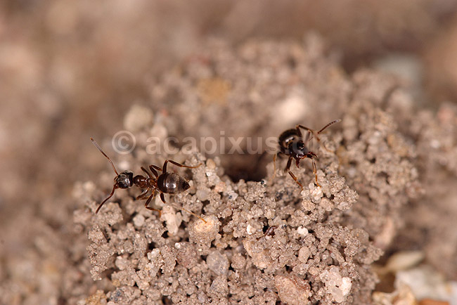 Havemyrer. Sort havemyre p� sandvold omkring indgangshullet til det underjordiske bo.; Lasius niger; ; ; ; insekter; �revingede, Hymenoptera