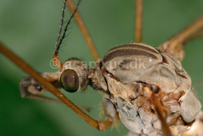 Stankelben. Stankelben close up af hoved og forkrop; ; ; ; ; insekter; Stankelben, Tipuloidea, Tovinger, Diptera, myg, sammenstte �jne, antenner