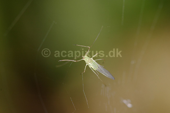 Bladlus. Bladlus fanget i edderkoppespind; Myzus persicae; ; ; ; insekter; Aphidoidea, skadedyr, nyttedyr, fangstnet