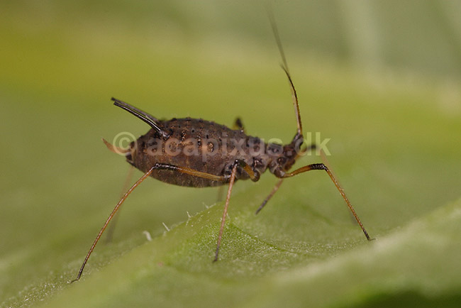 Bladlus. Bladlus p� blad; Aphis gossypii; ; ; ; insekter; Aphidoidea, skadedyr, Homoptera