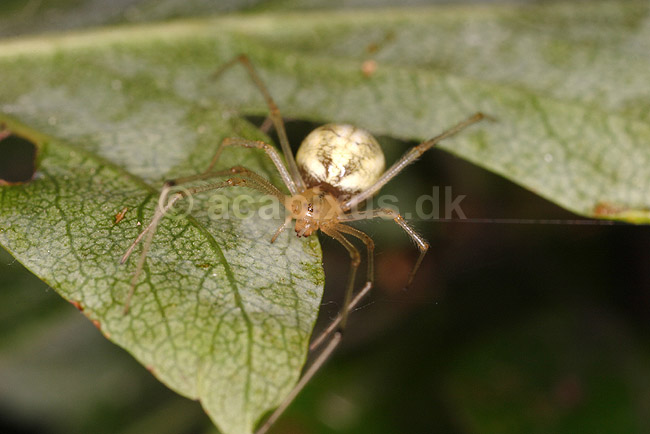 Edderkop; Theridion ovatum; ; ; ; spindlere; Edderkopper, Araneidae, Araneae
