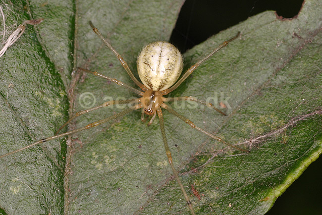 Edderkop; Theridion ovatum; ; ; ; spindlere; Edderkopper, Araneidae, Araneae