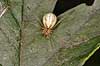  Theridion ovatum    spiders 
