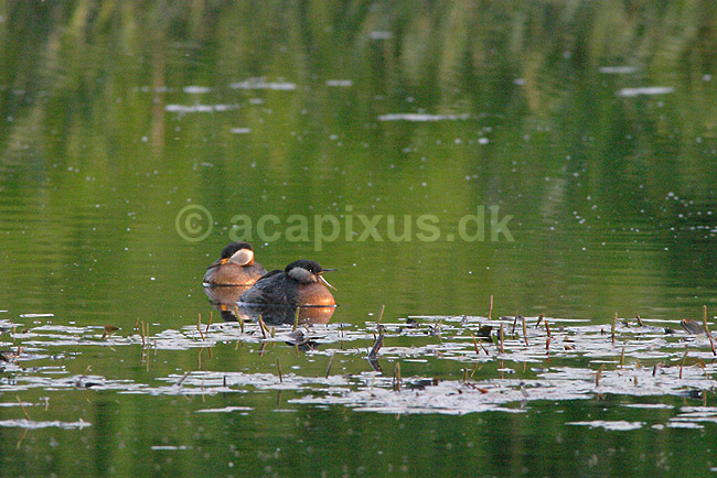 Lappedykker. Gr�strubet lappedykker; Podiceps griseigena; ; ; ; fugle; Lappedykkere, Podicipedidae, Podicipediformes