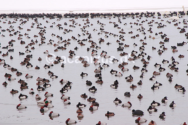Rastende fugle. Fugle (is�r trold�nder og taffel�nder) rastende i v�ge i Damhuss�en; ; Damhuss�en / Sj�lland; ; ; fugle; Andefugle, Anatidae, Anseriformes, troldand, taffeland