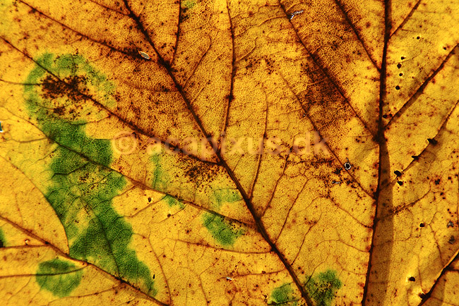 Bladribber. Bladribber i efter�rsblad af ahorn; Acer pseudoplatanus; ; ; ; planter; tr�er, efter�r, L�n-familien, Aceraceae, l�vfald