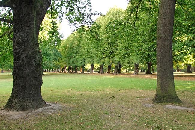 S�ndermarken. Alle og gr�sareal i S�ndermarken; ; S�ndermarken / Frederiksberg; Danmark; ; ; �ndehul, alleer, tr�er, parkanl�g, landskaber