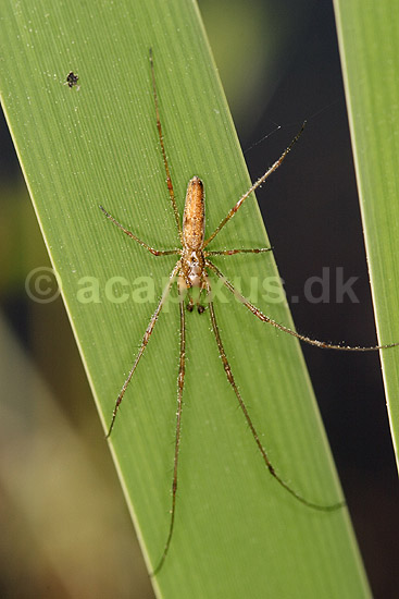 Stavedderkop; Tetragnatha spec.; H�kens�s; Sverige; ; spindlere; Tetragnathidae, edderkopper, Stavedderkopper,  Arachnida