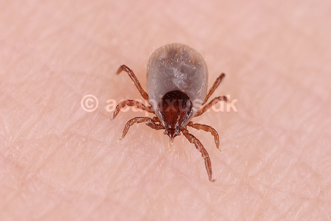 Skovfl�t. Skovfl�t kravler p� huden p� h�nd; Ixodes ricinus; Klint; Danmark; ; spindlere; Mider, Acarina,  Arachnida