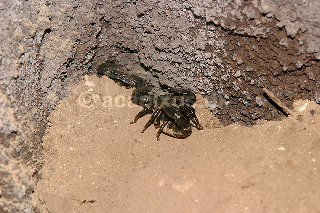 Skorpioner. Kejserskorpioner; Pandinus imperator; Randers Regnskov; ; ; spindlere; Skorpioner, Scorpionida,  Arachnida
