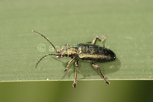 Sivbuk. Sivbuk p� sivblad; Donacia vulgaris; H�kens�s; Sverige; ; insekter; Bladbiller, bladbille, Chrysomelidae, Biller, bille, Coleoptera