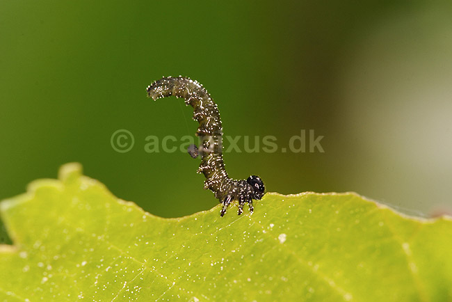 Sommerfuglelarve. Sommerfuglelarve i skr�mmeposition p� bladkant; ; Tisvilde; Danmark; ; insekter; Sommerfugle, Lepidoptera