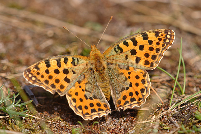 Perlemorsommerfugl. Storplettet Perlemorsommerfugl; Issoria lathonia; Klint; Danmark; ; insekter; Takvinge-familien, Nymphalidae, Sommerfugle, Lepidoptera
