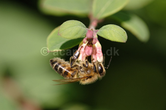 Honningbi. Honningbi samler nektar p� blomst; Apis mellifera; Tisvilde; Danmark; ; insekter; �revingede, Hymenoptera, bier, Apidae