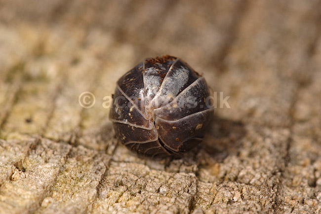 Kugleb�nkebider. Kugleb�nkebider sammenrullet; Armadillidium vulgare; Klint; Danmark; ; krebsdyr; B�nkebidere, Oniscoidea, Isopoder, Isopoda, Crustacea
