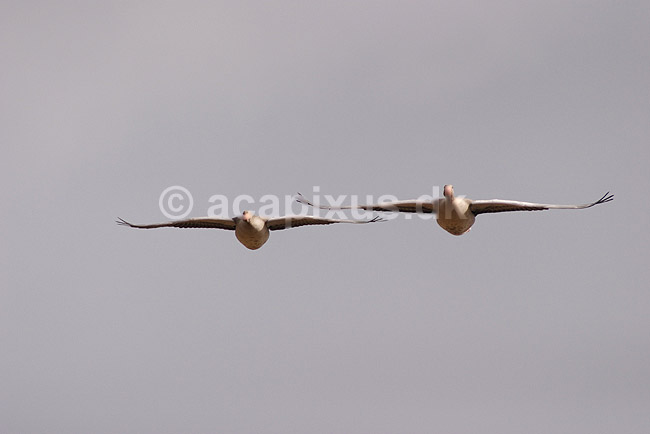 Gr�g�s. Gr�g�s flyver over engen ved Hornborgasj�n; Anser anser; Hornborgasj�n; Sverige; ; fugle; Egentlige andefugle, Anatidae, Anseriformes, g�s, g�s, flyvning, fugleflugt