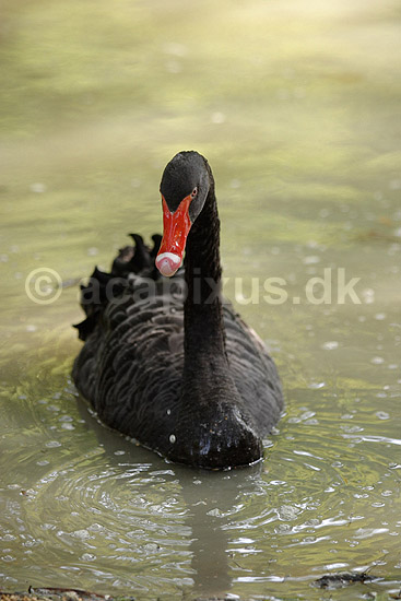 Sortsvane. Sort svane; Cygnus atratus; Knuthenborg Safari Park; ; ; fugle; Egentlige andefugle, Anatidae, Anseriformes, svaner