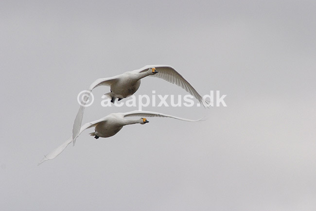 Sangsvane. Sangsvaner flyver over engen ved Hornborgasj�n; Cygnus cygnus; Hornborgasj�n; Sverige; ; fugle; Egentlige andefugle, Anatidae, Anseriformes, svaner, flyvning, fugleflugt