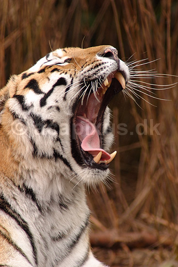 Tiger. Amur tiger, Sibirisk tiger; Panthera tigris altaica; Zoologiskhave København; ; ; pattedyr; Katte, Felidae, Rovdyr, Carnivora, kattedyr, tigre