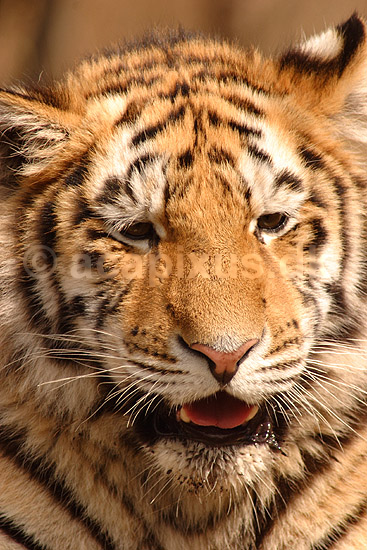 Tiger. Amur tiger, Sibirisk tiger; Panthera tigris altaica; Zoologiskhave K�benhavn; ; ; pattedyr; Katte, Felidae, Rovdyr, Carnivora, kattedyr, tigre