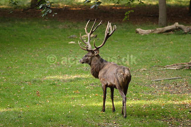 Kronhjort. Kronhjort under brunst perioden; Cervus elaphus; J�gersborg Dyrehave / Sj�lland; ; ; pattedyr; Hjorte, kronhjorte, Cervidae, Parrett�ede hovdyr, Artiodactyla, Krondyr, Red deer, kronvildt, krondyr, kronhjorte, brunst, hjort