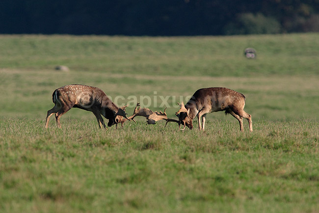 D�dyr. D�dyr p� brunstpladsen i Dyrehaven; Dama dama; J�gersborg Dyrehave / Sj�lland; ; ; pattedyr; Hjorte, Cervidae, Parrett�ede hovdyr, Artiodactyla, hjort, d�vildt, gevir, fuldskuffel, dr�vtygger, brunst, fallow deer, d�hjort, dovhjort