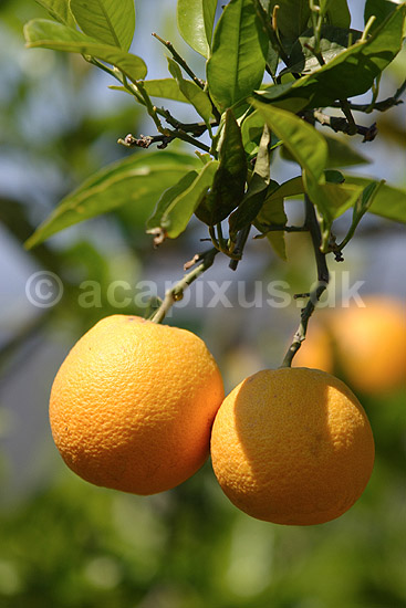 Appelsintræ. Appelsiner på appelsintræ på Kreta; Citrus sinensis ; Kreta; Grækenland; Europa; planter; Rutaceae, Rude-ordenen, Rutales, frugttræ, frugttræer, frugt, frugter, citrusfrugt, citrusfrugter, appelsin, plantage