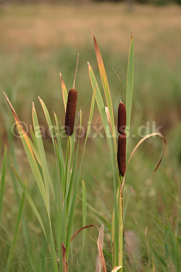 Dunhammer. Bredbladet dunhammer; Typha latifolia; Tisvilde; ; ; planter; dunhammerfamilien, Typhaceae